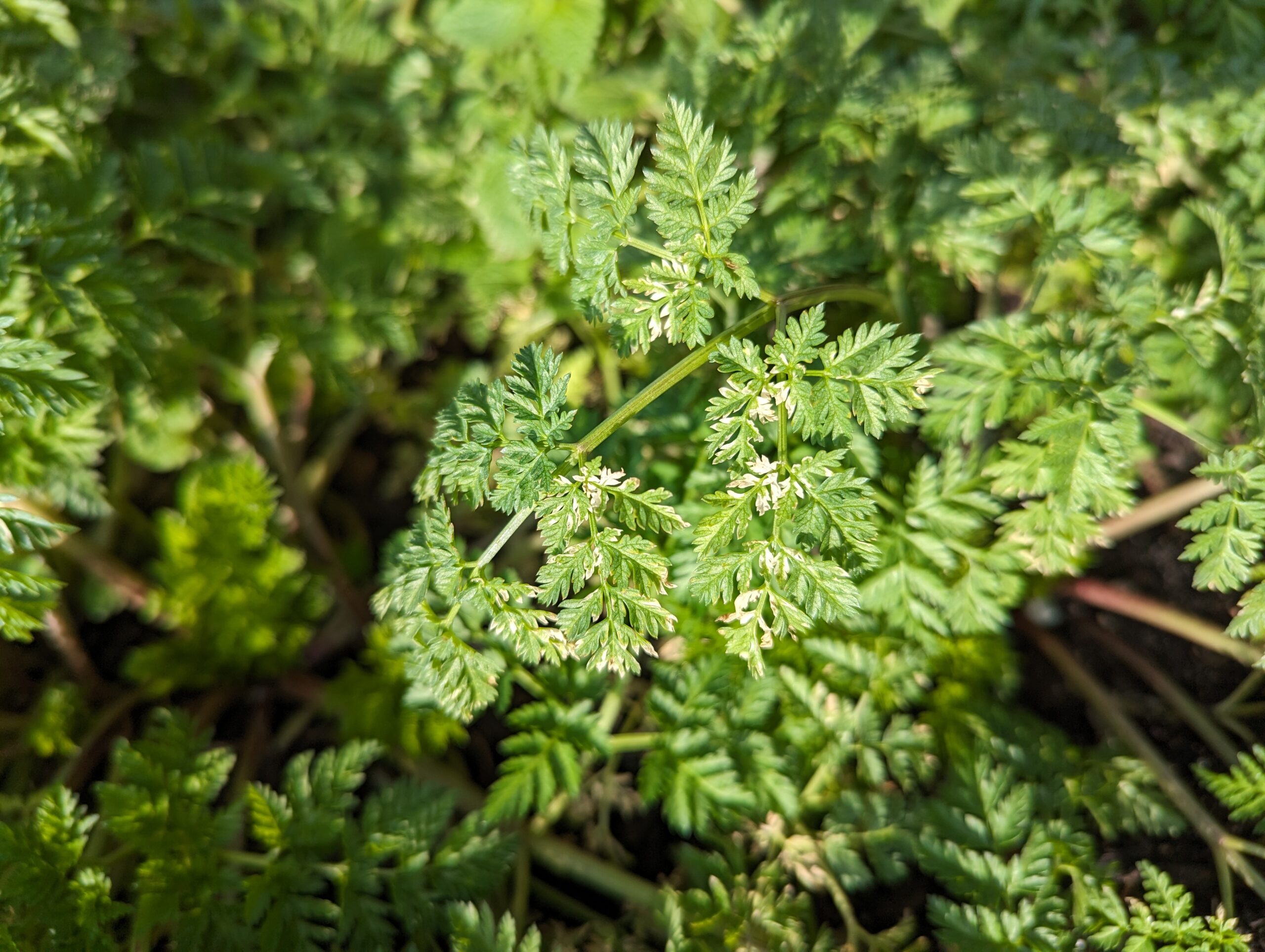 Poison Hemlock